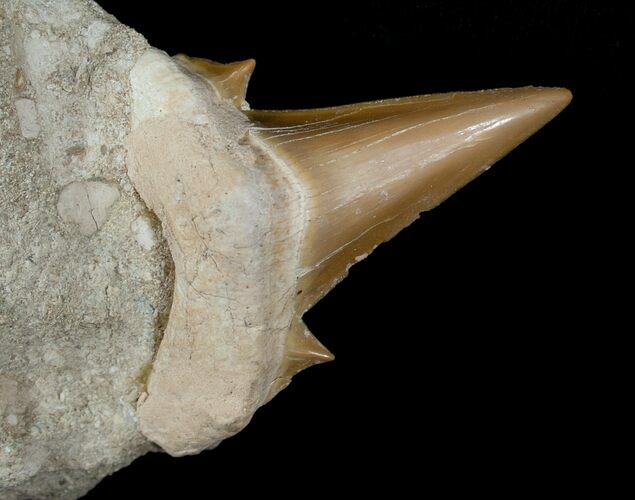 Otodus Shark Tooth Fossil In Matrix #6386
